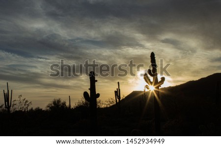 Arizona Desert Cactus Silhouette with Sunburst at Sunset #3