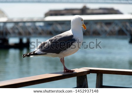 View of seagull at Pier in foregorund at Fisherman's Wharf, San Francisco, California, United States. in sunny day