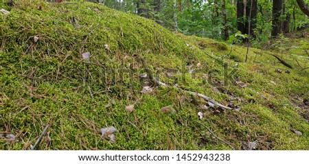 Green moss in the forest in summer on a sunny day