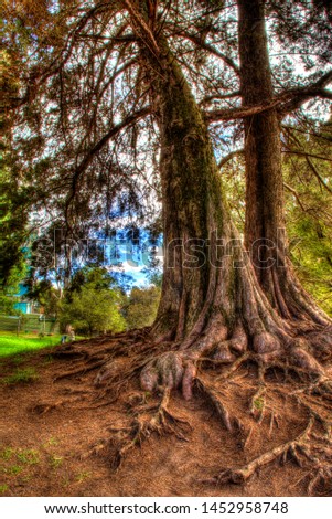 HDR picture of old trees in a public park in Bogota, Colombia, blue sky and green grass.
