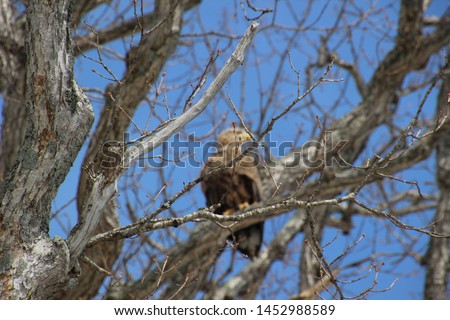 A scene of Steller's sea eagle staying in a tree in Rausu, Hokkaido, Japan