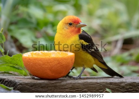 Western Tanager enjoying an orange treat in my backyard during migration.