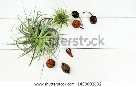 Air plants and tree nuts on a white background.natural background.