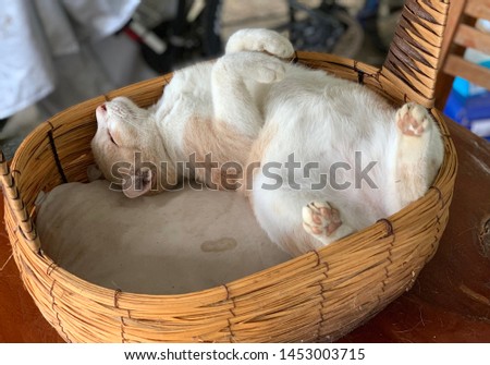 White and brown cat is sleeping on the basket