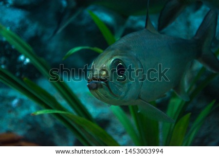 close-up Tarpon fish in Aquarium
