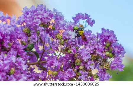 cute carpenter bee on purple flower