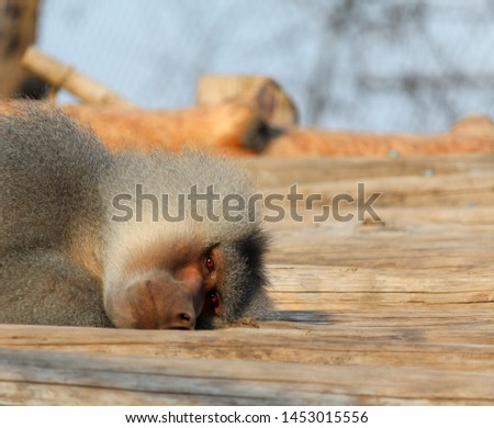 Hamadryas baboon (Papio hamadryas) resting.