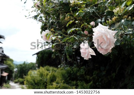 Pastel pink roses blooming in the quaint old town of Magome in Kiso Valley during the summer.