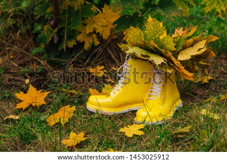 Yellow rubber boots on the grass with bouquete of yellow maple leaves inside. Autumn season concept.