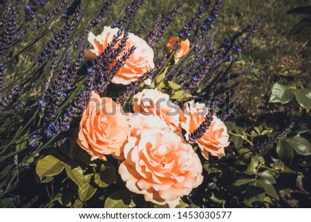 flowers in the summer in vintage colors