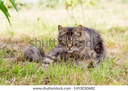 A striped, fluffy cat sits on the grass and looks carefully ahead