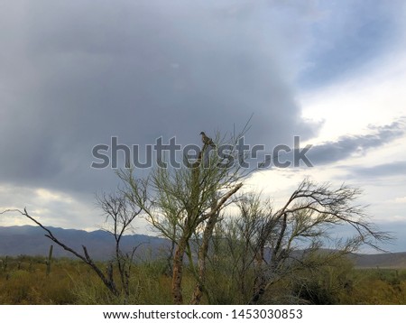 A Dove resting on a Palo Verde Tree branch with a cloudy sky above, and mountain Background.
