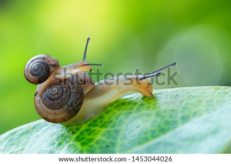 Snail mother carrying a baby snail, the picture present the love of natural.