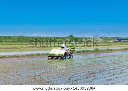 Rice planting by rice planting machines in Japan Royalty-Free Stock Photo #1453052384