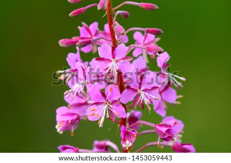 Delicate purple-pink flowers of fireweed on a blurred green background, close-up.