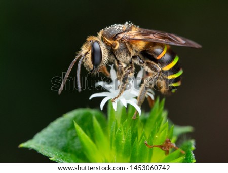Beekeeper harvest food in natural flora