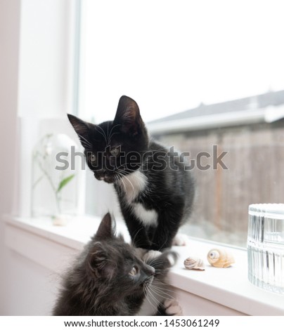 Tiny Eight Weeks Old Black and White Tuxedo Kitten  on Window Sill Looking Around