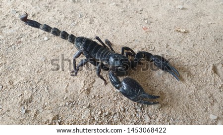 Black scorpions on a sand background