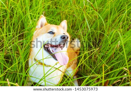 Dog breed Shiba Inu close-up. The dog sits in the grass on a hot summer evening. The concept of walking with pets. Minimally portrait, place for text.