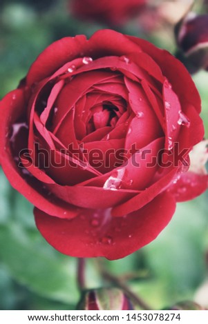 red roses with many rain drops