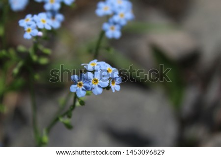 Blue flowers with yellow pollen