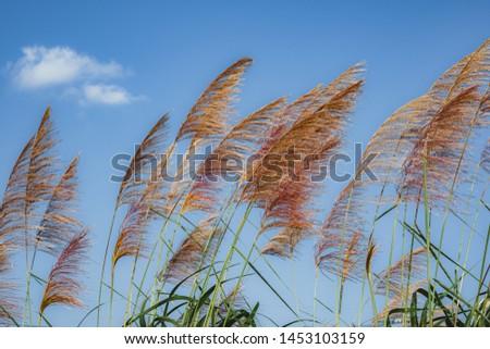 Red pampas grass sways in the wind
