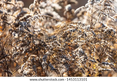 Dry plants in nature in the fall .