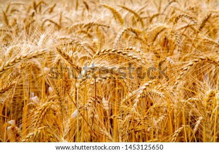 Ears of golden wheat in the field at sunset light. Fields of wheat at the end of summer fully ripe. harvest time