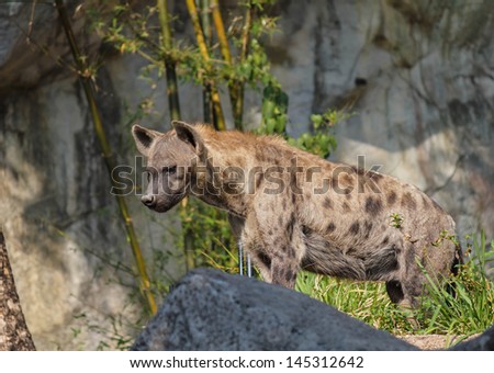 Close-up image of a Spotted Hyena standing