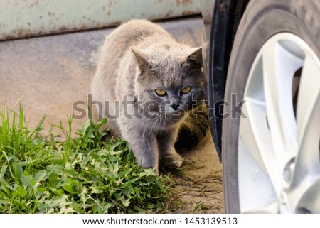 pictured in the photo One cat gray sit next to car wheel in parking lot