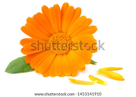 marigold flower head isolated on white background. calendula flower. macro