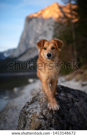 Dog on a stone in front of mountains at a lake. Dog in mountains. Hiking with dogs. Adventure dog. Travel with dogs.