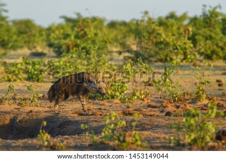 Brown Hyena - Hyaena brunnea, rare shy carnivore from African bushes, Etosha National park, Namibia.