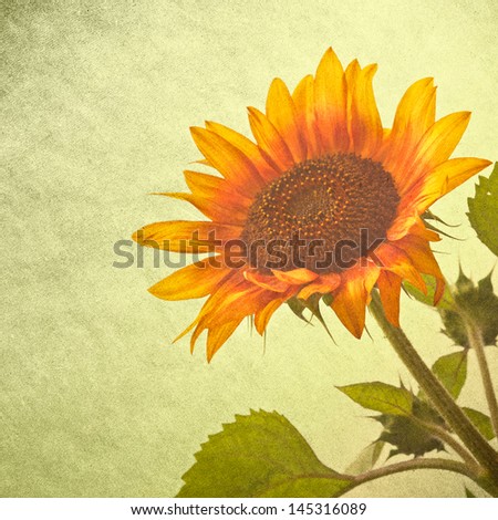 sunflower over grunge background