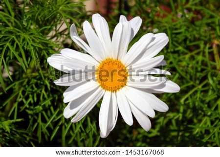 Leucanthemum vulgare (commonly known as the ox-eye daisy, oxeye daisy, dog daisy or Chrysanthemum leucanthemum) flower. Lovely single oxeye daisy flower with yellow disc florets and long white petals