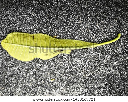 Yellow,Green and Brown leaf on the floor