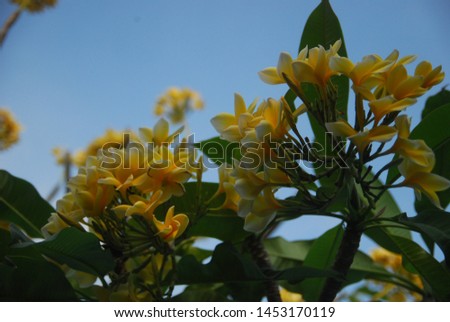 Plumeria flowers are orange red and white with a background of blue sky
