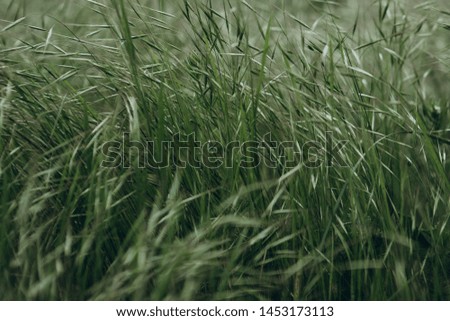 Close picture of the green grass that came along and leaned from a strong wind before a thunderstorm