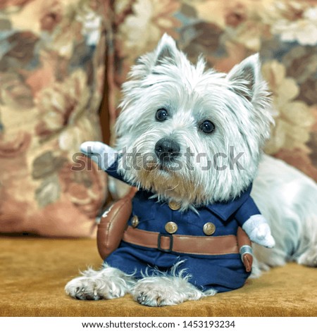 Pet portrait of puppy West Highland White Terrier with cosplay costume of policeman lying or sitting on the couch wuth flowers