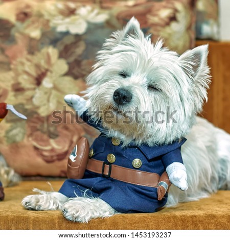 Pet portrait of puppy West Highland White Terrier with cosplay costume of policeman lying or sitting on the couch wuth flowers