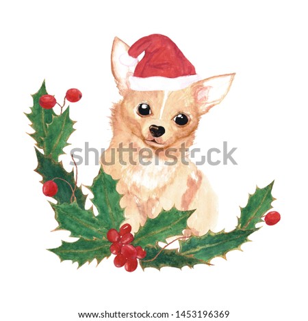 Fluffy red chihuahua in Christmas hat and  New Year's holly wreath. The composition of the leaves and berries of holly. Cute little brown dog. Watercolor illustration.