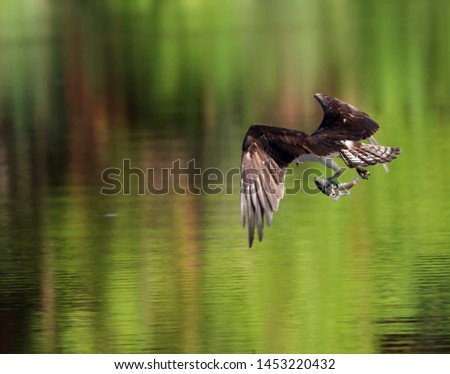 An osprey diving and catching a fish.