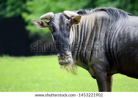 White Bearded Wildebeest in Nature Portrait Royalty-Free Stock Photo #1453221902