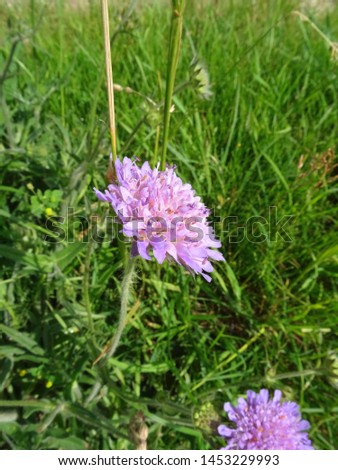 Close-Up of a beautiful Field Scabious, Knautia arvensis,on a green meadow  in the early summer