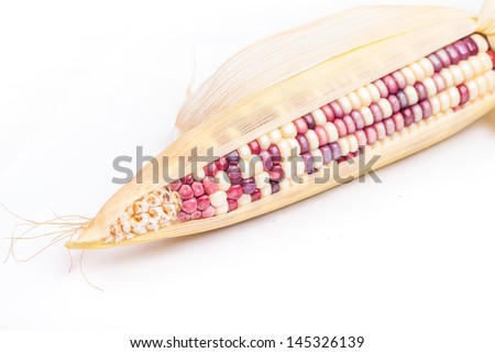 purple corn studio shoot with white white background