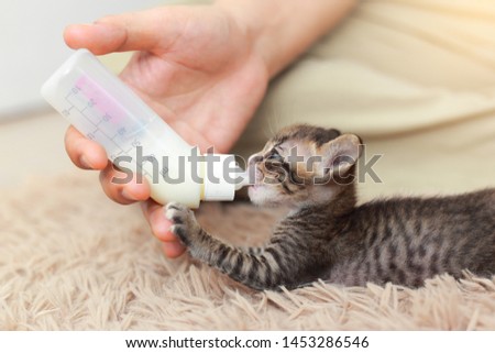  Feeding orphaned kitten with milk replacer
