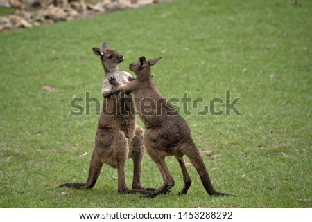 the western grey male kangaroos are fighting. the winner gets the female to mate with