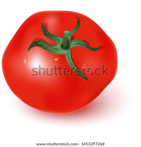 Red ripe tomato with a green stem and water drops, shadow, highlights. Isolated image on white background. Realistic vector image of a tomato.