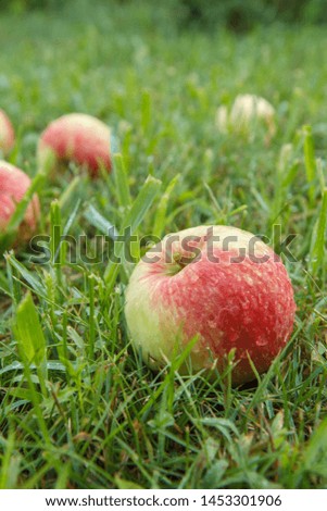 Close-up of red ripe apple with water drops on green grass in the garden. Fallen ripe apples in the summer orchard. Shallow depth of field.