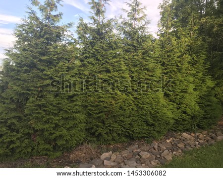 Giant queen arborvitae trees with a rock garden Royalty-Free Stock Photo #1453306082